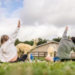 sugar valley alpacas, cartersville, yoga, tours