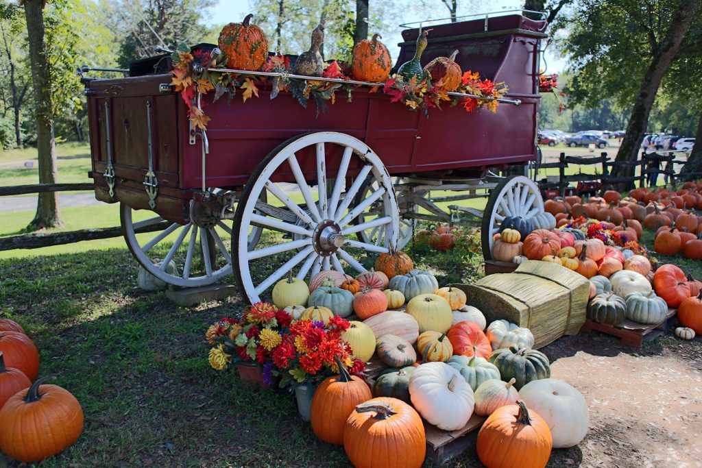 cartersville pettit creek farms pumpkin fest hayrides corn maze camel rides