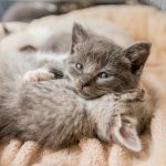 floyd felines, cats, rescue, rome, georgia